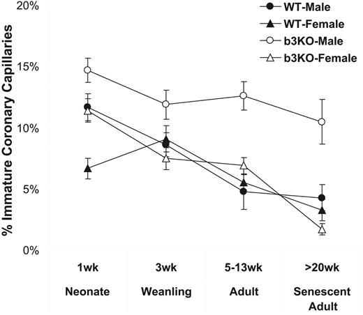 Figure 3. Immature coronary capillaries in the male β3-null mouse heart. Using TEM, we evaluated whether coronary capillary maturation is affected by null expression of β3 integrin. Whereas the frequency of immature vessels decreases with age in male and female wild-type mice as well as female β3-null mice, β3-null mice continue to display these immature characteristics, even in senescent (27-week-old) mice.