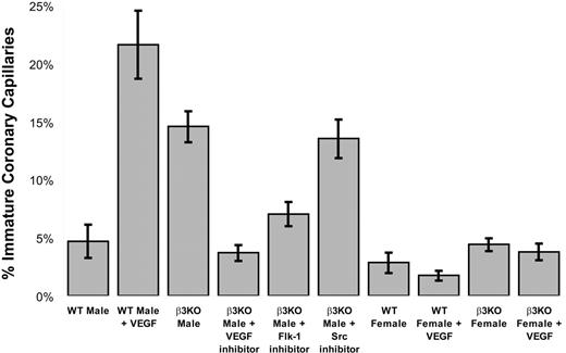 Figure 7. VEGF/Flk-1 activity contributes to immature vascular phenotype in male β3-null mice. Two hours following intravenous injection of VEGF into adult male wild-type mice, 22% of coronary capillaries examined exhibited luminal filopodia, extended vacuoles, and/or intussusception. These characteristics following VEGF injection are of a similar frequency as observed for untreated adult male β3-null mice. When adult male β3-null mice are treated for 2 days with pharmacologic inhibitors of either Flk-1 or VEGF (but not downstream signaling molecules such as Src kinases), the frequency of immature coronary capillaries is reduced to normal levels. These findings suggest that enhanced VEGF signaling through Flk is responsible for the vascular phenotype in adult male β3-null mice. Interestingly, VEGF injection into adult female wild-type or β3-null mice did not produce the angiogenic phenotype. Data represent mean ± SE.