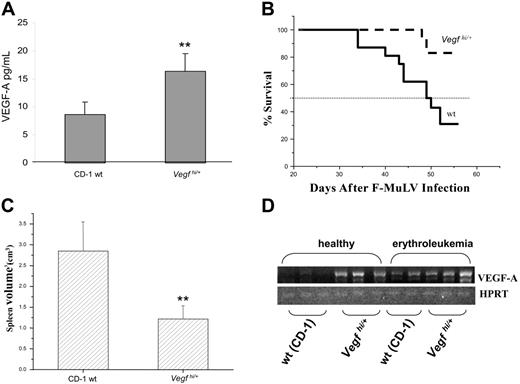 Figure 1. Survival analysis for erythroleukemic, Vegfhi/+ mice. (A) Blood was sampled weekly (4-week period) by tail vein bleeding of 8-week-old Vegfhi/+ and wt mice. VEGF-A levels were detected by using the VEGF-A ELISA kit. (B) A Kaplan-Meier survival curve was plotted for Vegfhi/+ (n = 18) and wt (n = 16) mice inoculated by F-MuLV. Mice were monitored on a daily basis and killed according to institutional guidelines. The experiment was terminated on day 56 after viral inoculation. (C) Spleens were harvested and measured for volume as an indicator of tumor burden. (D) Splenocytes derived from 8-week-old healthy and F-MuL–induced erythroleukemic wt (CD-1) and Vegfhi/+ mice (n ≥ 3/group, only 2 samples of splenocytes derived from erythroleukemic wt mice are presented in the panel) were tested for VEGF-A RNA levels. **P < .05.