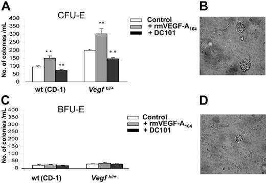 Figure 5. Analysis of the number and size of CFU-Es in Vegfhi/+ mice. Eight- to 10-week-old Vegfhi/+ and wt mice (n > 3/group) were killed, and femurs were harvested and flushed. Bone marrow cells were cultured in methylcellulose for the evaluation of CFU-Es (A) (counted after 2 days) and BFU-Es (C) (counted after 8 days). Cells were cultured with no supplement (□), 4 ng/mL rmVEGF-A164 (⊡) or 20 μg/mL of DC101 (▪). CFU-Es derived from nonsupplemented culture (control) were imaged as described in “Methylcellulose assay for CFU-E and BFU-E measurement” for Vegfhi/+ (B) and wt mice (D). **P < .05.