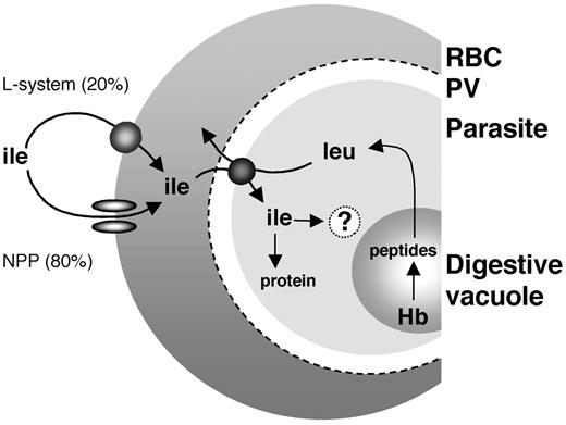 Figure 7. Schematic representation of the pathways involved in the uptake of the essential amino acid isoleucine in P falciparum–infected erythrocytes. Under physiologic conditions isoleucine enters infected cells via a combination of the endogenous erythrocyte L system (20%) and the parasite-induced NPPs (80%). On entering the infected cell isoleucine is taken up, across the parasite plasma membrane, via a saturable (Km = 550 μM) transporter that facilitates the influx of isoleucine (the one amino acid absent from adult hemoglobin) in exchange for leucine which is 1 of the 2 most abundant amino acids in adult hemoglobin and which is liberated within the parasite via the degradation of hemoglobin in the digestive vacuole. On entering the parasite isoleucine is incorporated into protein, as well as sequestered via a high-affinity (Km = 0.9 μM), ATP-dependent mechanism (indicated by the question mark) which may involve the metabolic trapping of isoleucine derivatives within the parasite and/or the accumulation of the amino acid within a parasite organelle. RBC indicates red blood cell; PV, parasitophorous vacuole; Hb, hemoglobin.