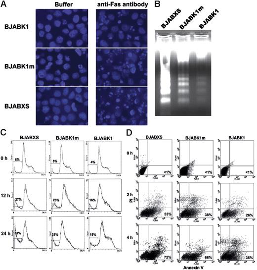 Figure 3. Protection of BJAB cells against anti-Fas antibody–induced apoptosis by K1 expression. (A) Transfected BJAB cells after treatment with a buffer or 50 ng/mL anti-Fas antibody CH-11 for 24 hours and staining with DAPI. Morphologic features of apoptosis were less frequent in BJABK1 cells than in BJABK1m and BJABXS cells. Representative photomicrographs are shown. Original magnification, × 400. Images are visualized and captured as described in Figure 1D. (B) BJABK1 cells showed less-fragmented DNA than did BJABK1m and BJABXS cells after induction of apoptosis with CH-11. Cells were incubated with 50 ng/mL CH-11 for 24 hours. Genomic DNA was then isolated and analyzed by electrophoresis on an agarose gel stained with ethidium bromide. Similar results were obtained in 2 independent experiments. (C) Transfected BJAB cells were treated with 50 ng/mL for 12 or 24 hours, stained with propidium iodide, and analyzed by flow cytometry. The number of cells containing subdiploid DNA is indicated by the curve under the horizontal bar at the left side of each panel. (D) Transfected BJAB cells were treated with an antibody buffer or 50 ng/mL CH-11 for 2 or 4 hours; cells were labeled with propidium iodide (PI) plus annexin V–FITC and analyzed by flow cytometry. Antibody-treated BJABK1 cells had lower apoptosis rates than did antibody-treated BJABK1m and BJABXS cells. Similar results were obtained in 2 independent experiments.