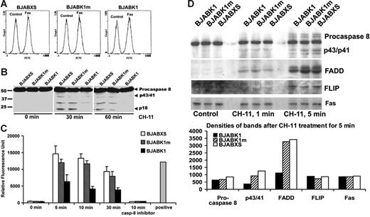 Figure 6. BJAB transfectants have similar levels of expression of Fas receptor, and BJABK1 cells recruit fewer subunits of Fas, FADD, and procaspase 8 to the DISC after stimulation with an anti-Fas antibody. (A) Expression of Fas on the surface of BJAB transfectants. Stably transfected BJAB cells were stained with the anti–mouse IgG–FITC antibody, and expression of Fas was detected by flow cytometry. The levels of Fas expression were the same in BJABK1, BJABK1m, and BJABXS cells. (B) Suppression of the cleavage of procaspase 8 by expression of K1. BJAB transfectants were evaluated for their level of procaspase 8 cleavage with the anti-Fas antibody CH-11. After 30 or 60 minutes of incubation with CH-11, BJABK1 cells contained low levels of procaspase 8 cleavage products (indicated by arrowheads). Recombinant caspase 8 was used as a positive control. Similar results were obtained in 3 independent experiments. (C) Caspase 8 activity in BJAB transfectants. BJAB transfectants were incubated with CH-11; at periodic intervals, extracts were removed and incubated with the caspase 8 substrate IETD-AFC at 37°C for 2 hours, and caspase 8 activity was analyzed by using a fluorescence reader. BJABK1 cells had a significantly lower level of caspase 8 activity than BJABK1m and BJABXS cells (P < .005). Caspase 8 activity was completely inhibited by treatment with the caspase 8 inhibitor z-IETD-fmk. Error bars represent SD. Similar results were obtained in 2 independent experiments. (D) BJABK1, BJABK1m, and BJABXS cells were treated with 1 μg/mL CH-11 for the indicated times. Cell extracts were subjected to immunoprecipitation (IP) with CH-11 and immunoblotting (IB) with antibodies targeting procaspase 8, FADD, and FLIP. All of the transfectants recruited these DISC subunits as indicated by the bands shown. The intensity of the p43/p41 and FADD bands was lower in K1 compared with vector-transfected cells. Fas and cFLIP levels remained unchanged. Similar results were obtained in 3 independent experiments.