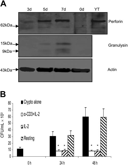 Figure 4. Activation with anti–CD3 + IL-2 and up-regulation of perforin did not enhance the anticryptococcal activity of CD4+ T cells from healthy adults.(A) CD4+ T cells were activated with anti–CD3 + IL-2; Western blot was performed for granulysin and perforin. (B) CD4+ T cells were activated with anti–CD3 + IL-2 or IL-2, and the number of C neoformans was determined as indicated. Results are expressed as mean ± SEM. *P < .01 compared with the number of C neoformans alone. Data are representative of 3 independent experiments.