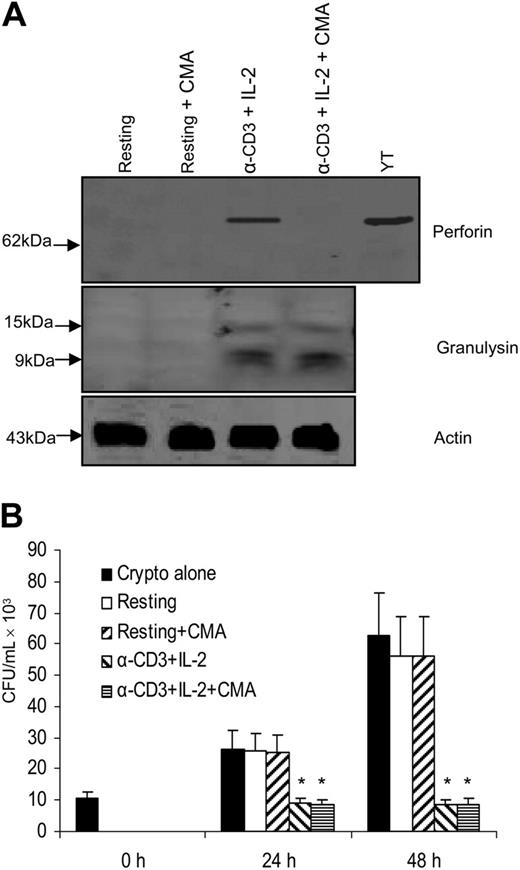 Figure 5. Granulysin-mediated anticryptococcal activity did not require perforin to function. (A) CD4+ T cells were activated with anti–CD3 + IL-2 and treated with CMA to deplete perforin. Expression of perforin and granulysin was assessed by Western blot. (B) CD4+ T cells were activated with anti–CD3 + IL-2 and treated with CMA. The number of C neoformans was determined as indicated. Results are expressed as mean ± SEM. *P < .01 compared with the number of C neoformans alone at 24 or 48 hours. Data are representative of 3 independent experiments.