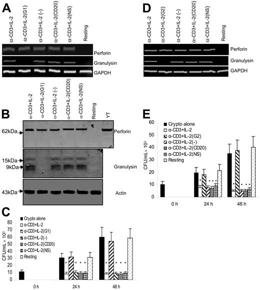 Figure 7. Granulysin is responsible for the anticryptococcal activity of anti–CD3 + IL-2–activated CD4+ T cells from healthy donors. (A) Granulysin or perforin steady-state mRNA was assessed by RT-PCR from CD4+ T cells silenced with granulysin siRNA (G1) or control siRNA as described in Figure 5A. (B) Corresponding granulysin and perforin were detected by Western blot. (C) The anticryptococcal activity of activated CD4+ T cells from healthy donors was determined as indicated. *P < .01 compared with the number of C neoformans alone at 24 or 48 hours. Data are representative of 3 independent experiments. (D) Granulysin or perforin steady-state mRNA was assessed by RT-PCR from CD4+ T cells treated with a different siRNA to granulysin (G2) or the control siRNA. Data are representative of 2 independent experiments. (E) The corresponding anticryptococcal activity of activated CD4+ T cells from healthy donors was determined. Results in panels C and E are expressed as mean ± SEM. *P < .01 compared with the number of C neoformans alone at 24 or 48 hours. Data are representative of 2 independent experiments.