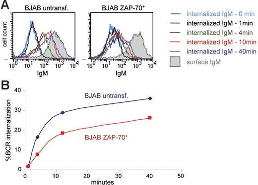 Figure 7. Decreased BCR internalization in ZAP-70+ BJAB B cells. (A) Histograms show IgM staining with R-PE F(ab′)2 in parental and ZAP-70 transfected BJAB B cells. Open histograms show staining of cells that were acid treated to inactivate the fluorescence of cell surface R-PE and thus represent the signal of internalized BCR; shaded histograms correspond to untreated cells stained at 4°C and provide a measure of the starting amount of R-PE F(ab′)2 bound to surface IgM. (B) Percentage of BCR internalization at various time points in wild-type BJAB B cells and ZAP-70+ stable transfectant clones, calculated as described in “Patients, materials, and methods.” Values represent means from 3 independent experiments that were performed with 2 different ZAP-70 transfectant clones (clone A and clone D).