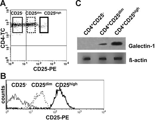 Figure 2. Galectin-1 expression correlates with the expression levels of the CD25 marker. (A) Freshly isolated human CD4+ T cells were labeled with anti-CD4 and anti-CD25 mAbs and sorted according to the gates illustrated to isolate CD4+CD25−, CD4+CD25dim, and CD4+CD25+ populations. (B) Histogram plot showing the expression of CD25 in the sorted populations. (C) Lysates of freshly isolated CD4+CD25−, CD4+CD25dim, and CD4+CD25high T cells were examined by Western blot analysis for galectin-1 expression.
