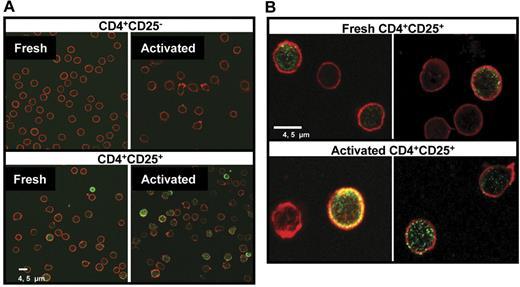 Figure 3. Detection of galectin-1 by confocal microscopy. (A) Freshly isolated and anti-CD3/anti-CD28–activated CD4+CD25− and CD4+CD25+ T cells were fixed with 4% PFA and permeablized by 0.2% Triton X-100. Samples were stained with mouse anti–human galectin-1 mAb followed by FITC conjugated goat antimouse antibody (green). Cytoskeleton was stained by phalloidin-TRITC (red). (B) Images of fresh and activated human CD4+CD25+ T cells at high magnification showing the localization of galectin-1 inside the cells.