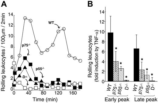 Figure 3. Both TNF-α receptors are critical for TNF-α–induced leukocyte rolling. (A) Representative leukocyte rolling profile following mouse TNF-α treatment of WT (○), p75−/− (▪), p55−/− (▴), and D−/− (□) mice. One hour after surgery, TNF-α (2 ng/mL in 25 μL) was applied directly to a 25-mm2 area of the cremaster muscle flap. Number of rolling leukocytes in a 100-μm viewing segment was counted in a time window of 2 minutes. Control counts were obtained prior to TNF-α application. (B) Average fold change in early-phase and late-phase rolling leukocytes upon TNF-α treatment of WT (▪), p75−/− (⊡), p55−/− (▧), and D−/− (⊡) mice. Group size equals 4, error bars represent standard deviations (SD), the asterisk indicates statistical significance (P < .05). Leukocyte flux was calculated as described in “Materials and methods” and as follows: (i) Early peak: WT = 6.1 min−1 ± 1.9 min−1, p55−/−= 3.3 min−1 ± 0.6 min−1, p75−/−= 3.9 min−1 ± 1.5 min−1; (ii) Late peak: WT = 5.3 min−1 ± 0.8 min−1, p55−/−= 2.2 min−1 ± 0.4 min−1, p75−/−= 3.1 min−1 ± 1.1 min−1. Error bars indicate SD.
