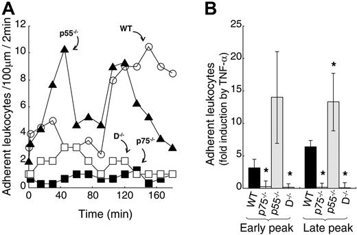Figure 4. The p75 TNF-α receptor is essential for TNF-α–induced firm adhesion. (A) Representative leukocyte firm adhesion profile following mouse TNF-α treatment of WT (○), p75−/− (▪), p55−/− (▴), and D−/− (□) mice. One hour after surgery, TNF-α (2 ng/mL in 25 μL) was applied directly to a 25-mm2 area of the cremaster muscle flap. Number of adhering leukocytes was counted in a time window of 2 minutes in a 100-μm viewing segment. Control counts were obtained prior to TNF-α application. (B) Average fold change with respect to control in early- and late-phase firm adhesion of leukocytes upon TNF-α treatment of WT (filled bar), p75−/− (spotted bar), p55−/− (hatched bar), and D−/− (shaded bar) cremasters. Group size equals 4, error bars represent SD, the asterisk indicates statistical significance (P < .05).
