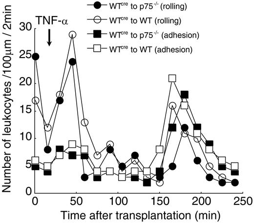 Figure 6. TNF-α activation of ECs, not leukocytes, appears to be responsible for the induction of leukocyte-EC interaction upon TNF-α treatment. WT cremaster muscle was transplanted to either p75−/− or WT mice. Following cremaster transplantation, the animal was kept for an equilibration period of 15 minutes. TNF-α (2 ng/mL, 25 μL) was applied directly to a 25-μm2 area of the cremaster muscle flap. Number of rolling and adherent leukocytes was counted in a time window of 2 minutes, in a 100-μm viewing segment. Control counts were obtained prior to TNF-α application. Values shown are the average number of rolling leukocytes or adhering leukocytes from 3 independent experiments. (○) WT cremaster to WT mice (rolling), (•) WT cremaster to p75−/− mice (rolling), (□) WT cremaster to WT mice (adhesion), (▪) WT cremaster to p75−/− mice (adhesion).