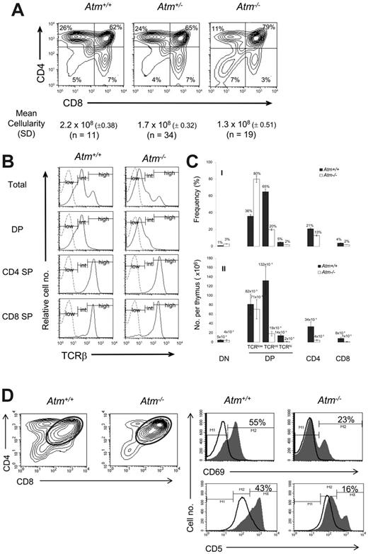 Figure 1. ATM deficiency leads to a severe deficit in TCRβint and TCRβhi thymocytes and diminished responses to TCR engagement in vitro. (A) Frequency of SP thymocytes in Atm−/−, Atm+/−, and Atm+/+ mice. Flow cytometric analysis of T-cell development was performed in 3- to 4-week-old mice segregating the ATM mutant allele. Thymocytes were stained with anti–CD4–phycoerithryn (PE), anti–CD8–fluorescein isothyocyanate (FITC), and anti–TCRβ-biotin, revealed with streptavidin-allophycocyanin (SAv-APC). Representative CD4 versus CD8 staining profiles of each genotype are shown, together with the quadrant gates used to identify DN, DP, and SP thymocytes. (B) TCRβ expression on thymocyte subsets from Atm−/− and Atm+/+ mice. TCRβ levels (solid) are compared with staining of isotype-matched control antibodies (dashed). (C) Percentages and absolute numbers of thymocyte subsets in Atm−/− mice and littermates. The bar graphs depict percentages (i) and absolute numbers (ii) of DN, DP (TCRβlow, TCRβint, and TCRβhi) and CD4 or CD8 SP thymocytes in Atm−/− mice (□) and littermates (▪). The numbers above each bar represent the mean. The graphs display the mean ± SD for 9 Atm+/+ and 12 Atm−/− mice. Percentages and absolute numbers of CD8+ SP cells were determined by gating on TCRβhi CD8+ SP cells to eliminate immature single-positive cells. All differences were statistically significant (P < .001 by Student t test) except for the DN frequency, DN, and TCRβlow DP absolute number comparisons. (D) CD4 versus CD8 expression on thymocytes from 3-week-old Atm+/+ or Atm−/− mice was assessed after overnight culture in the presence of plate-bound anti-TCRβ antibody. Fluorescence signals were gated to display CD69 or CD5 staining on CD4+CD8+ DP thymocytes. Expression of the early activation markers CD69 and CD5 by DP thymocytes from Atm−/− mice and littermate controls was evaluated by flow cytometry after overnight culture in the presence (shaded) or absence (open) of stimulation with anti-TCRβ.