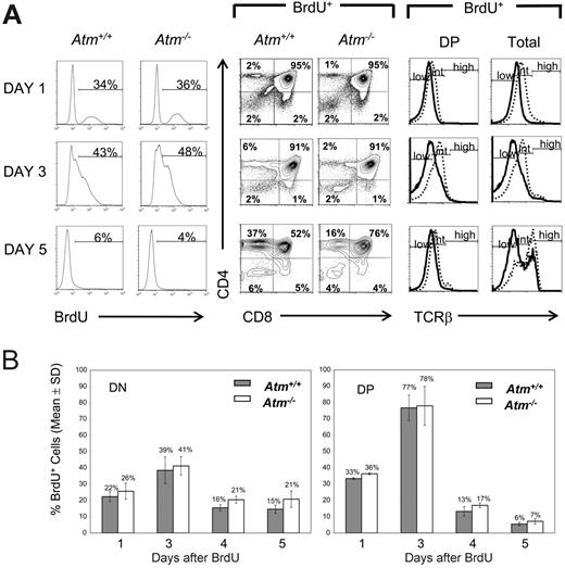 Figure 2. Impaired production of TCRβint and TCRβhi thymocytes in Atm−/− mice. (A) BrdU labeling of total thymocytes from Atm−/− mice and age-matched Atm+/+ controls at indicated time points after BrdU injection (histograms, left). Middle panels depict CD4 versus CD8 thymocyte profiles of Atm−/− and Atm+/+ mice gated on BrdU+ cells at days 1, 3, and 5 after injection. TCRβ profiles (right) are shown for Atm+/+ (dotted) and Atm−/− (solid) thymocytes gated on BrdU+ DP and total thymocytes. (B) Proportions of BrdU+ DN and DP thymocyte populations in Atm−/− mice after pulse labeling. The graphs represent the mean percentage (±SD) of BrdU+ cells within the DN (left) and DP (right) thymocyte subsets from Atm−/− mice compared with age-matched controls. Results are representative of 2 to 3 experiments per time point, with analysis of 2 to 3 animals of each genotype per experiment.