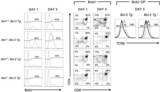 Figure 3. BCL-2 overexpression fails to rescue the generation of TCRβint thymocytes in ATM-deficient mice. BrdU labeling of total thymocytes from Atm−/− and Atm+/+ mice segregating the Bcl2 transgene at indicated time points after BrdU injection (histograms, left). CD4 versus CD8 thymocyte profiles (left) gated on BrdU+ cells are displayed at 1 or 3 days after injection in Atm−/− and Atm+/+ mice segregating the Bcl2 transgene. TCRβ profiles (right) gated on BrdU+ cells are shown for DP thymocytes from Atm−/− (solid) and Atm+/+ (dotted) mice segregating the Bcl2 transgene, 3 days after BrdU injection. Results are representative of 2 experiments per time point, with 2 to 3 animals of each genotype.
