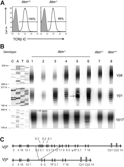 Figure 4. Atm−/− thymocytes express Tcrb transcripts of unrestricted diversity. (A) Normal levels of TCRβic in ATM-deficient CD4+CD8+ DP thymocytes. (B) Diverse CDR3 length of selectable (Vb1, Vb8) or nonselectable (Vb17) Tcrb transcripts in individual Atm−/−, Atm+/−, and Atm+/+ thymi. For Vb1 the arrow indicates a dominant clonal rearrangement in one Atm−/− animal, probably a preleukemic clonal expansion. (C) Schematic representation of the Vba and Vbb haplotypes (the former contains a deletion of approximately half of the Vb gene segments and a functional Vb17 gene, whereas the latter contains the Vb17 pseudogene, ψ17).40 For Vb17, the arrow indicates a rearrangement that falls out of the normal CDR3 length distribution.