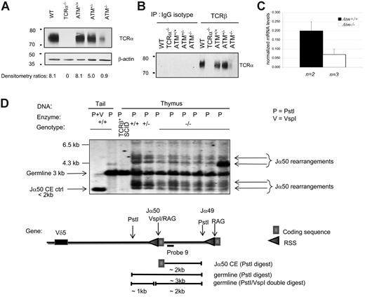 Figure 5. Analysis of TCRα expression and Ja50 recombination in ATM-deficient thymocytes. (A) Western blot analysis using anti-TCRα performed on thymocyte postnuclear extracts from mice segregating the Atm mutation, wild-type C57BL/6, and Tcra−/− controls. Reprobing with anti–β-actin verified equal loading. The numbers below each lane represent densitometric quantification of the relative amount of TCRα compared with the loading control. (B) Total thymocyte postnuclear extracts from the indicated mouse strains were immunoprecipitated with anti-TCRβ (H57-597) or hamster IgG isotype control antibodies and resolved by sodium dodecyl sulfate–polyacrylamide gel electrophoresis (SDS-PAGE) under nonreducing conditions. Western blot analysis was performed with anti-TCRα. (C) Quantitative reverse transcriptase (RT)–PCR of TCRαC transcripts in thymocytes from Atm+/+ (▪) and Atm−/− (□) mice. The graph depicts the mean ± SD measurements for 2 individual Atm+/+ and 3 individual Atm−/− mice. (D) Ja50 rearrangements but not unrepaired CEs can be detected in Atm−/− thymocytes. In one 12-week-old Atm−/− animal, we observed expansion of a clone that had already undergone Tcra rearrangement (last lane). A restriction map of the 5′ end of the Tcra locus indicates the expected sizes of the products generated by digestion at the relevant restriction enzyme sites.