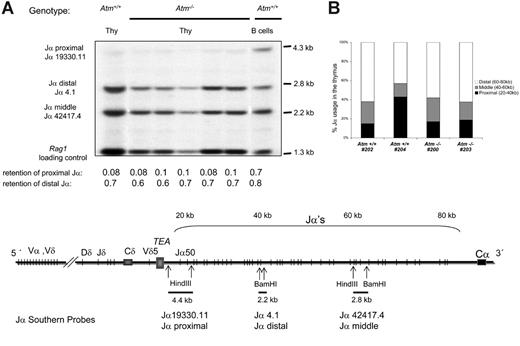 Figure 6. Analysis of secondary Tcra locus recombination in Atm−/− thymocytes. (A) Quantitation of Ja rearrangements by Southern blot. The Ja probes were 5′ (Jα19330.11), middle (Jα42417.4), and 3′ (Jα4.1). Ja hybridization to purified splenic B-cell DNA was used as a denominator to calculate the loss of Ja signals from thymocytes, shown below each lane. The schematic (not to scale; using the experimental strategy of Petrie et al14) represents the Tcra locus; arrows indicate relevant restriction sites, and the size of the genomic fragments to which each Ja probe hybridizes. A second experiment was performed with a similar outcome. (B) Tcra repertoire analysis in Atm−/− mice reveals unbiased Ja region usage. Thymic cDNA from two 3-week-old Atm−/− mice and 2 Atm+/+ littermates was amplified with a Va3-specific primer and a Ca antisense primer. The PCR products were cloned and sequenced. The stacked histograms represent the percentages of Tcra mRNAs using Ja segments found in the 20-kb (kilobase) intervals that span the proximal (5′), middle, and distal (3′) regions of the Ja locus in Atm−/− thymocytes and controls. The results represent 15 independent Atm−/− and 15 Atm+/+ thymus cDNA clones.