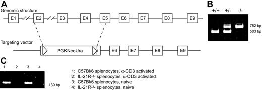 Figure 1. Generation of IL-21R knock-out mice. (A) The genomic structure of the IL-21 receptor gene, and the targeting vector used for homologous recombination, resulting in the disruption of exons 2 to 5 of the wild-type gene. (B) Mice were genotyped by PCR with the wild-type gene yielding a 503-bp product and the knock-out gene yielding a 752-bp product. (C) IL-21R mRNA from splenocytes of wild-type and IL-21R−/− mice was assessed by RT-PCR.