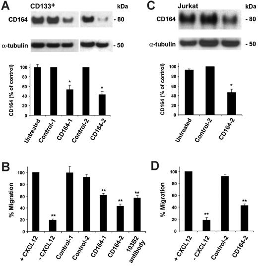 Figure 3. Knockdown of CD164 modulates CD133+ and Jurkat cell migration to CXCL12. (A) CD164 knockdown using RNAi in CD133+ cells. (Top) Western blot of CD164 protein levels in CD133+ cells that were untreated (nucleofected without siRNA) or nucleofected with control or CD164 siRNA duplexes, using α-tubulin as a loading control. (Bottom) Densitometry analysis of CD164 protein levels in RNAi-treated CD133+ cells (*P < .05; n = 2). (B) Transwell migration assay of CD133+ cells that were untreated or nucleofected with control or CD164 siRNA duplexes and induced to migrate to CXCL12 on fibronectin (**P < .001). (C) CD164 knockdown using RNAi in Jurkat cells. (Top) Western blot of CD164 protein in Jurkat cells that were untreated or nucleofected with control-2 or CD164-2 siRNA duplexes, using α-tubulin as a loading control. (Bottom) Densitometry analysis of CD164 protein levels in RNAi-treated Jurkat cells (*P < .05; n = 2). (D) Transwell migration assay of Jurkat cells that were untreated or nucleofected with control-2 or CD164-2 siRNA duplexes and induced to migrate to CXCL12 (**P < .001).