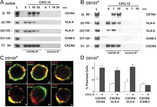 Figure 5. CD164 associates with CXCR4 and the integrins VLA-4 and VLA-5. (A) Coimmunoprecipitation of CXCR4 with CD164 and the integrins VLA-4 and VLA-5 in Jurkat cells in response to CXCL12 stimulation presented on fibronectin. Cells were stimulated with CXCL12 on fibronectin for 0, 1, 10, and 30 minutes. Immunoprecipitated CXCR4 was immunoblotted with mAbs to (i) CD164, (ii) VLA-4, (iii) VLA-5, (iv) ICAM-3, and (v) CXCR4. L = 50 μg total cell lysate. (B) Coimmunoprecipitation of CXCR4 and CD164 in CD133+ cells. Cells were stimulated with CXCL12 for 0, 1, and 10 minutes, and lysates were immunoprecipitated with anti-CXCR4 and immunoblotted with mAbs to (i) CD164, (ii) VLA-4, (iii) VLA-5, (iv) ICAM-3, and (v) CXCR4. (C) Single Z-stack confocal images of CD133+ cells in the absence (i, iii) and presence (ii, iv, v, vi) of CXCL12 for 10 minutes and coimmunolabeled with indicated antibodies. In the absence of CXCL12, CXCR4 and CD164 were equally distributed on the cell membrane. After CXCL12 stimulation, CD164, VLA-4, and VLA-5 redistribute to the leading edge of the cell with CXCR4, whereas ICAM-3 clusters to the rear and opposite pole. (D) Quantification of receptor redistribution in the absence (white bars) or presence (black bars) of CXCL12 stimulation. The number of cells that showed a polarized and colocalized distribution of CXCR4 with CD164, VLA-4, or VLA-5 was counted and expressed as a percentage of the total number of polarized cells observed, as defined by CXCR4 staining. Significant redistribution of CXCR4 with CD164, VLA-4, and VLA-5 was observed after CXCL12 presentation for 10 minutes (P < .05). ICAM-3 was counted as a control (P > .05).