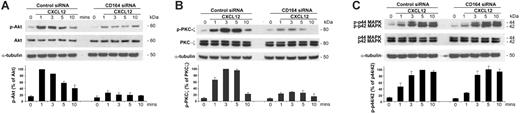 Figure 6. CD164 modulates CXCL12-mediated migration by modulating CXCR4 downstream signaling pathways. p-Akt (A), p-PKC-ζ (B), and phospho-p44/42 MAPK (C) signaling in Jurkat cells nucleofected with control and CD164 siRNA duplexes. Cells were nucleofected, cultured for 48 hours, and stimulated with CXCL12 in the presence of fibronectin for 0, 1, 3, 5, and 10 minutes. (A) In control siRNA-treated cells, p-Akt signaling was induced and found to be maximal at 1 minute. This induction was significantly reduced in cells treated with CD164 siRNA. Total Akt and α-tubulin were used as loading controls with p-Akt protein levels compared with total Akt signal and were normalized to the Akt signal at 1 minute in cells treated with control siRNA (n = 2). (B) In control siRNA-treated cells, p-PKC-ζ signaling was induced at 1 minute and was maximal at 3 minutes after stimulation. This pattern was evident in cells treated with CD164 siRNA, but the activation of phosphorylated PKC-ζ was significantly attenuated. For example, after 3-minute CXCL12 stimulation, p-PKC-ζ levels were reduced to 28.5% ± 1.7% of the control levels. Total PKC-ζ (t-PKC-ζ) and α-tubulin were used as loading controls. Densitometry analysis of p-PKC-ζ protein levels compared with t-PKC-ζ in RNAi-treated Jurkat cells was normalized to the strongest p-PKC-ζ signal (3 minutes in control siRNA-treated cells; n = 3). (C) In control siRNA-treated cells, sp-p44/42 MAPK signaling was induced and found to be maximal at 5 minutes. The pattern and level of signaling induction were similar in CD164 siRNA–treated cells, indicating that reducing the level of CD164 did not significantly affect p-p-44/42 MAPK signaling. p44/42 MAPK and α-tubulin were used as loading controls with p-p44/42 MAPK protein levels compared with total p44/42 MAPK signal and were normalized to p44/42 MAPK protein levels at 5 minutes in cells treated with control siRNA (n = 2).