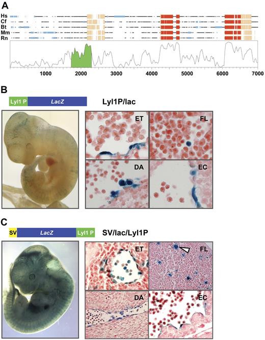 Figure 1. The Lyl1 promoter proximal region drives expression in hematopoietic and endothelial cells. (A) Synplot28 graphical representation of a Multi-LAGAN29 multiple sequence alignment of vertebrate Lyl1 loci where Hs is Homo sapiens, Cf is Canis familiaris, Bt is Bos taurus, Mm is Mus musculus, and Rn is Rattus norvegicus. Coding and noncoding exons are highlighted in red and pink, respectively. Repetitive sequences are indicated by light blue shading. The base pair numbering along the horizontal axis includes gaps introduced by the alignment program. The segment of the homology profile shaded in green corresponds to the Lyl1 proximal promoter fragment used to generate transgenic mice. (B) The Lyl1 promoter region is active in transgenic mice. Shown is a representative E11.5 transgenic embryo expressing lacZ under control of the Lyl1 proximal promoter region (wholemount view, left; histologic sections, right). Endothelial staining discernible from wholemount analysis was confirmed by analysis of a blood vessel (ET = endothelium). Staining was also observed in round hematopoietic cells in the fetal liver (FL), clusters of round cells attached to the ventral wall of the dorsal aorta (DA), and the endocardium (EC). (C) The Lyl1 proximal promoter region functions as an enhancer in transgenic mice. Shown is a representative E11.5 transgenic embryo where the Lyl1 proximal promoter region drives lacZ expression from the SV40 minimal promoter (wholemount view, left; histologic sections, right). The staining pattern was similar to that observed in Figure 1B. The arrowhead indicates a β-galactosidase–positive cell with megakaryocyte morphology.
