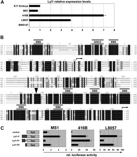 Figure 2. The Lyl1 promoter proximal region contains 2 evolutionarily conserved core promoters. (A) Lyl1 is expressed in endothelial (MS1), hematopoietic progenitor (416B), and megakaryocytic L8057 cell lines but not in a T-cell line (BW5147). Total cDNAs were subjected to real-time PCR analysis. The level of Lyl1 in RNA prepared from whole E11.5 mouse embryos, normalized by the level of actin, was assigned a value of 1. The relative abundance of Lyl1, normalized by the level of actin, is depicted by black bars ± SD. (B) Nucleotide sequence alignment of the Lyl1 proximal promoter region (species as described in Figure 1). Conserved Ets binding sites (EBS), GATA binding sites (GBS), and the GGCC motif as well as the 2 transcriptional start sites (curved arrows) are indicated. The arrowhead designates the cloning site used to separate the 2 core promoters Lyl1P1 and Lyl1P2. (C) The Lyl1 proximal promoter contains 2 core promoters. Shown on the left are the reporter constructs in which either the entire Lyl1P proximal promoter region or the 2 core promoters Lyl1P1 and Lyl1P2 were inserted upstream of the luciferase gene in the promoterless pGL2B vector. Following from left to right are the results of transient transfection assays in MS1, 416B, and L8057 showing luciferase activities corrected for transfection efficiency with the pEF-BOS LacZ plasmid. The luciferase activities are presented as fold increase over the activity of the control (pGL2B) vector, which was assigned a value of 1. Each bar represents the mean relative luciferase activity from at least 2 experiments performed in triplicate ± SD.