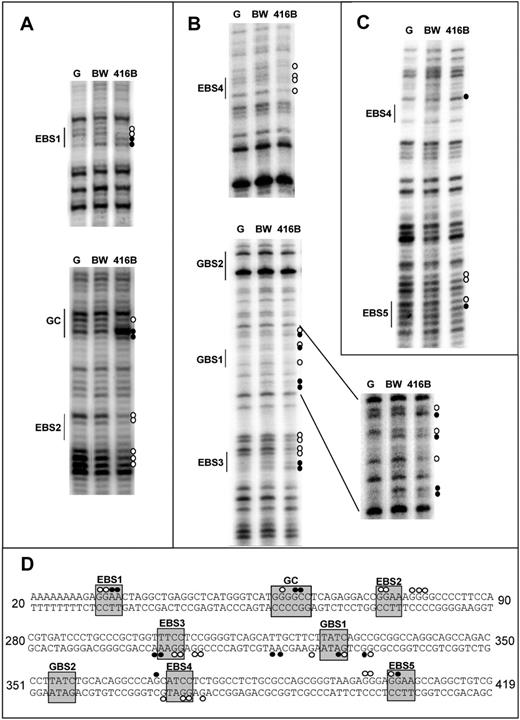 Figure 3. In vivo DMS footprinting of the Lyl1 promoter proximal region reveals extensive protections and enhancements of DMS reactivity on both DNA strands in hematopoietic progenitor (416B) but not T-cell (BW) cell lines. (A) In vivo DMS footprinting of Lyl1-P1 core promoter (sense strand). Protections (○) and enhancements (•) were observed over both Ets binding sites (EBS1 and EBS2) as well as the conserved GGCC motif in 416B compared with naked DNA (G reaction; G) and the nonexpressing T-cell line BW. (B) In vivo DMS footprinting of Lyl1-P2 core promoter (antisense strand). Protections (○) and/or enhancements (•) were observed over the 3 conserved Ets binding sites (EBS3, EBS4, and EBS5) as well as 1 of the conserved GATA sites (GBS1) in 416B compared with naked DNA (G reaction; G) and the nonexpressing T-cell line BW. (C) In vivo DMS footprinting of Lyl1-P2 core promoter (sense strand). Protections (○) and/or enhancements (•) indicate the positions of conserved Ets binding sites EBS4 and EBS5. (D) The DNA sequence of the mouse Lyl1 promoter proximal region with protections and enhancements is indicated as white and black circles, respectively. The numbers indicate the nucleotide positions relative to the alignment shown in Figure 2B.