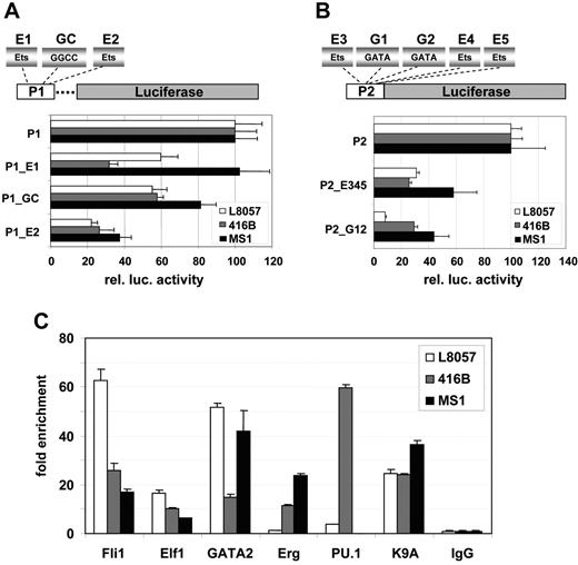 Figure 4. The Lyl1 core promoters depend on conserved Ets, GATA, and GGCC motifs, and the Lyl1 promoter proximal region is bound in vivo by Ets and GATA factors. (A) The 2 Ets binding sites and the GGCC motif are important for activity of the Lyl1P1 promoter. Shown are the results from reporter assays of a series of Lyl1P1 promoter mutation constructs in which either the 2 Ets binding sites (P1_e1 and P1_E2) or the GGCC motif (P1_GC) were mutated. Constructs were transfected into L8057, 416B, and MS1 cells as described in Figure 2. (B) Ets and GATA binding sites are necessary for activity of the Lyl1P2 promoter. Shown are the results from reporter assays of Lyl1P2 promoter constructs in which either all 3 Ets (P2_E345) or the 2 GATA binding sites (P2_G12) were mutated. Constructs were transfected into L8057, 416B, and MS1 cells as described in Figure 2. (C) Fli-1, Elf-1, GATA2, Erg, and PU.1 bind the Lyl1 proximal promoter region. Chromatin immunoprecipitation assays were performed in L8057, 416B, and MS1 cell lines with anti-Fli1, -Elf2, -GATA2, -Erg, -PU.1, -GATA2, –acetylated lysine K9 of histone H3, and control IgG antibodies. The DNA content of the immunoprecipitates was analyzed by real-time PCR. The level of enrichment with each antibody was normalized to the levels obtained with the control IgG and plotted as fold increase over the level of enrichment at a control region (see “Materials and methods”). MS1 cells do not express PU.1. Error bars indicate SD.