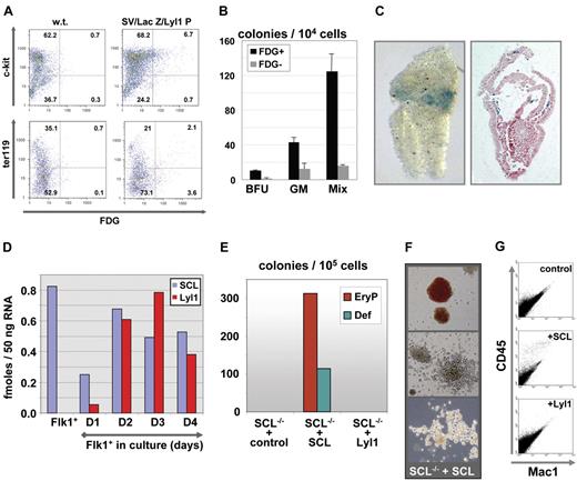 Figure 5. The Lyl1 promoter region and endogenous Lyl1 are expressed early during hematopoietic specification, yet Lyl1 cannot compensate for loss of Scl in hematopoietic differentiation assays using Scl−/− ES cells. (A) Flow cytometric analysis of E11.5 fetal liver demonstrates that enhancer-positive cells are largely c-kit+ and Ter119− consistent with a hematopoietic progenitor phenotype. FDG indicates fluorescein di-β-D-galactopyranoside fluorescent β-galactosidase/lacZ substrate. (B) E11.5 fetal liver cells expressing the Lyl1P transgene are enriched for hematopoietic progenitors; lacZ-positive and lacZ-negative cells were sorted by FACS and assessed for hematopoietic colony-forming activity. BFU indicates erythroid burst-forming units; GM, granulocyte-macrophage colonies; Mix, multipotent colonies. Error bars indicate SD. (C) Expression of the Lyl1P transgene in E7.5 mouse embryos; X-gal staining of a representative E7.5 transgenic embryo. Staining in the extraembryonic mesoderm seen by wholemount analysis (left panel) was confirmed on histologic sections (right panel). (D) Analysis of Scl and Lyl1 expression by real-time PCR at the onset of hematopoietic development. Flk1+ cells were isolated from day 3.3 embryoid bodies generated from E14.1 ES cells and grown in hemangioblast conditions for up to 4 days. RNA and cDNA were prepared for Flk1+ cells and day 1 to day 4 cultures and analyzed by real-time PCR. The results are represented as femtomole template per 50 ng total RNA (see “Materials and methods”) and are representative of 3 independent experiments. (E) Scl−/− ES cells were transfected with MSCV constructs expressing Scl or Lyl1 cDNA or MSCV control vector. Day 5 embryoid bodies derived from transfected ES cells were harvested, and single-cell suspensions were replated in methylcellulose-containing cytokines to induce hematopoietic colony formation. EryP indicates primitive erythroid colonies; Def, definitive hematopoietic colonies including macrophage, macrophage-erythrocyte, mix, and granulocyte-macrophage colonies. (F) Representative pictures of Scl-rescued colonies showing primitive colonies (top panel) and definitive colonies (middle and bottom panels). (G) Colonies from methylcellulose cultures were harvested, stained for CD45 and Mac1 expression, and analyzed by flow cytometry.