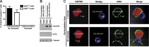 Figure 2. HLA-G1 is acquired by T cells from APCs by trogocytosis. (A) Transfer of HLA-G1 from APCs to T cells is cell-to-cell contact dependent. CD4+ and CD8+ T cells were coincubated with HLA-G1–transfected LCL–HLA-G1 cells (No transwell) or separated by a 0.4-μM–pored membrane (Transwell) for 1 hour, prior to flow-cytometry analysis of HLA-G1 expression. Results are expressed as mean ± SD of n = 8 independent experiments. (B) HLA-G1 that is newly displayed by CD4+ and CD8+ T cells is of APC origin and not endogenously produced. Biotinylation of LCL-RSV and LCL–HLA-G1 cell surface was performed prior to coincubating them for 1 hour with resting T cells from PBMCs. CD4+ and CD8+ T cells were then purified and lysed, and the obtained lysates were analyzed by Western blotting. For each sample, protein content was controlled using antitubulin, and the absence of contamination by LCL cells was controlled using anti-ILT3. Results shown are representative of 3 independent experiments. (C) Visualization of trogocytosis of HLA-G from APCs by T cells by confocal microscopy. Red is cytoplasmic label of LCL–HLA-G1 cells with CMTMR. Blue is cytoplasmic labeling of T cells with Bodipy. Green is HLA-G labeling using 4H84 mAb and then FITC-conjugated goat antimouse secondary antibody. Arrows indicate HLA-G transferred from APCs to T cells after the indicated time of coincubation.