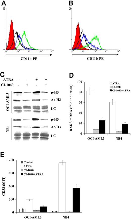 Figure 4. Effects of CI-1040 in combination with ATRA on differentiation, histone posttranslational modifications, and expression of retinoid-responsive genes. (A) OCI-AML3 and (B) NB4 cells were pretreated with CI-1040 (0.5 μM) for 30 minutes and then exposed to ATRA (1 μM). CD11b membrane expression was then assessed by cytofluorimetric analysis after 48 hours. The red histogram refers to a matched IgG control; the black, green, and blue profiles refer to CD11b expression in vehicle control–, ATRA-, and CI-1040 + ATRA–treated cells, respectively. CD11b expression profile in CI-1040–treated cells was superimposable to vehicle control–treated cells and therefore omitted for clarity. One experiment representative of 3 performed with superimposable results is shown. (C) Histone H3 phosphorylation and acetylation status was assessed by Western blot analysis of nuclear extracts prepared after 24 hours of exposure to the indicated treatments, using phosphorylation- or acetylation-specific Abs (p-H3 and Ac-H3, respectively). Coomassie blue staining of the blotting membranes is shown as protein loading control (LC). One experiment representative of 3 performed with superimposable results is shown. (D) Relative RARβ transcript expression was assessed by quantitative real-time PCR, using specific primers, after 24 hours of exposure to the indicated treatments. Results are expressed as RARβ transcript fold induction relative to vehicle-treated control cells and represent the average ± SD of 3 independent experiments. (E) CD38 membrane expression was assessed by cytofluorimetric analysis in OCI-AML3 and NB4 cells, 48 hours after exposure to CI-1040 (0.5 μM) and ATRA (1 μM), either alone or in combination. Results are expressed as mean fluorescence index (MFI) and represent the average ± SD of 3 independent experiments.