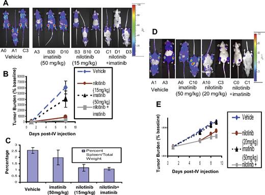 Figure 6. In vivo effects of the combination of nilotinib (15-20 mg/kg) and imatinib (50 mg/kg) on BCR-ABL–expressing cells in a murine leukemia model. (A) Effects of vehicle, nilotinib alone (15 mg/kg), imatinib alone (50 mg/kg), or a combination of nilotinib and imatinib on growth of 32D.p210-luc+ cells in NCR nude mice. Mice were intravenously injected via tail vein with 800 000 cells/mouse (with no prior sublethal irradiation). Images were taken on day 1 and day 8 after intravenous injection. On day 8 after intravenous injection, mice had received a total of 7 days of treatment with vehicle or drug. Mice were killed, weighed, and preserved for histopathologic analysis approximately 7 days after the last imaging day. Photo images show bioluminescence as seen on the last imaging day. (B) Bioluminescence values plotted as percent of baseline for mice treated with vehicle, nilotinib alone (15 mg/kg), imatinib alone (50 mg/kg), or a combination of nilotinib and imatinib. Vehicle (n = 3), nilotinib alone (n = 3), imatinib alone (n = 3), nilotinib + imatinib (n = 3). (C) Percent spleen weights for 32D.p210-luciferase–injected NCR nude mice treated with nilotinib alone (15 mg/kg), imatinib alone (50 mg/kg), or a combination of nilotinib and imatinib. (D) Effects of nilotinib (20 mg/kg) and imatinib (50 mg/kg), alone and combined, on growth of 32D.p210-luc+ cells in NCR nude mice. Mice for this experiment were injected with 32D.p210-luc+ cells via tail-vein injection (with no prior sublethal irradiation). Images were taken on day 1, day 6, day 8, and day 9 after intravenous injection. By day 9 after intravenous injection, mice had received a total of 8 days of treatment with vehicle or drug. Mice were killed and preserved for histopathologic analysis on day 9 after intravenous injection. Photo images show bioluminescence as seen on the last imaging day. (E) Bioluminescence values are plotted as percent of baseline. Vehicle (n = 2), nilotinib only (n = 2), imatinib only (n = 2), nilotinib + imatinib (n = 2). Where shown, error bars indicate SEM.