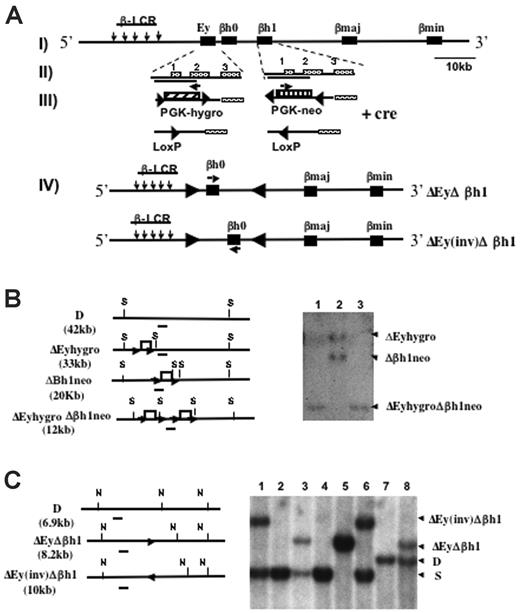 Figure 1. Deletion and Southern blot strategies to generate ΔEyΔβh1 promoter deletion mice. (A, I) Schematic map of the Hbb(d) allele. (arrows) LCR hypersensitive sites. (▪) β-like globin genes. (II) Ey and βh1 genes with exons marked. Deleted regions from each gene are indicated by solid lines under the gene names. (III) Ey promoter was replaced by PGK-hygro, and βh1 promoter was replaced by PGK-neo. (▴) Selectable markers were each flanked by 2 convergent lox P sites and were removed by Cre recombinase-mediated deletion. (arrows) Selectable marker transcriptional start and orientation (IV). Cre recombinase also mediated an additional inversion of DNA between the 2 LoxP sites left from the deletion of the selectable markers and resulted in 2 double-promoter deletion alleles, ΔEyΔβh1 and ΔEy(inv)Δβh1. (arrows) Transcriptional orientation of βh0 on each allele. (B) Southern blot strategies and representative Southern blot used to screen for ΔEyhygroΔβh1neo ES clones modified in cis after homologous recombination. Restriction sites for SpeI are marked as S. The probe is denoted as a short line under each map. Note that the expected band for wild-type Hbb(d) measures 42.2 kb, which is not shown on the gel. Each lane represents a single ES clone. (C) Southern blot strategies and representative Southern blot to screen for ΔEyΔβh1 and ΔEy(inv)Δβh1 promoter deletion alleles in mice after Cre-mediated selectable marker deletion in vivo. Restriction sites for NsiI are marked as N, and the probe used is a line underneath each allele. Expected band sizes for each genotype are marked accordingly.