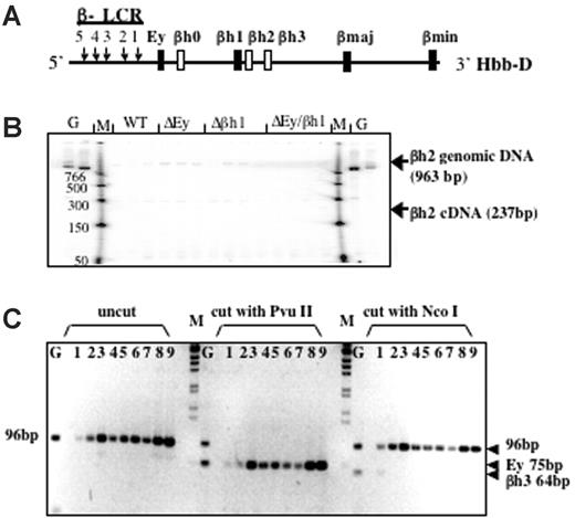 Figure 3. βh2 and βh3 are not expressed in any of the promoter-deletion embryos. (A) Schematic map of the D allele with the highly expressed β-like globin genes as dark bars and genes potentially expressed at low levels as white bars. (B) RT-PCR analysis of βh2 transcription in cDNA from e10.5 yolk sac. Lanes with genomic DNA (50 ng) are labeled G, marker lanes are labeled M, and genotypes of yolk sac samples are labeled. Expected sizes of PCR products from the βh2 cDNA and genomic DNA are marked. Genomic bands verify the ability to amplify the βh2 cDNA if it was present. (C) RT-PCR analysis of βh3 transcription in cDNA from e10.5 wild-type D/S (lanes 1-3), Δβh1/S (lanes 4, 5), ΔEy/S (lanes 6, 7), and ΔEyΔβh1/S (lanes 8, 9) yolk sac. G represents genomic DNA. PCR primers preferentially amplified cDNA from βh3 and, less efficiently, from Ey (2 mismatches on both primers). Uncut bands from any gene measured 96 bp. βh3 can be distinguished from Ey because the βh3 amplicon cut with NcoI to 64 bp but not with PvuII and the Ey amplicons cut with PvuII to 75 bp but not with NcoI.