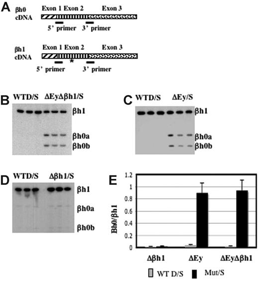 Figure 4. βh0 is activated exclusively during primitive erythropoiesis in embryos with the promoter of Ey deleted. (A) Steady state RT-PCR strategy to detect and quantitate transcription from βh0. PCR primers were perfect matches for βh0 and βh1 cDNA. (asterisk) The amplified region contained one restriction enzyme site in βh0 (BslI) that was not present in βh1 cDNA. Amplified cDNA from e10.5 yolk sacs of wild-type D/S and (B) ΔEyΔβh1/S, (C) ΔEy/S, and (D) Δβh1/S. All samples were digested with BslI. (E) Quantitation of βh0 expression in each mutant genotype comparing the ratio of βh1 (uncut) and βh0 (cut), adjusted for the number of active βh1 alleles. Error bars represent SD of at least 3 embryos of that genotype in a litter.
