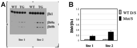 Figure 5. Transcription level of Ey directly regulates βh0. (A) Representative gel of βh0 expression in e10.5 wild-type and TR2/TR4 transgenic yolk sacs. Genotype of each sample is marked above the gel, and 2 TR2/TR4 transgenic lines are noted as line 1s and 2. All samples were digested with BslI. (B) Quantitation of βh0 expression in e10.5 wild-type and 2 different TR2/TR4 transgenic lines. Error bars represent SD of at least 3 embryos of that genotype.