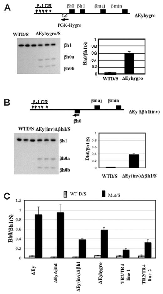 Figure 6. Activation of βh0 transcription is influenced by multiple parameters in mice with reduced Ey transcription. (A) Schematic map of ΔEyhygro allele. (▨) Selectable marker gene PGK-Hygro. (arrow) Its transcriptional direction. Representative gel and quantitation of βh0 expression in e10.5 wild-type D/S and ΔEyhygro/S yolk sacs. Error bars represent SD of at least 3 littermates with the genotype marked throughout. (B) Schematic map of ΔEy(inv)Δβh1 allele. (▪) βh0 gene that was relocated 5 kb further away from the LCR on the mutant allele compared with the wild-type allele. (arrow) Inversion also changed the transcription direction of the βh0 gene on this mutant allele. Representative gel and quantitation of βh0 expression in e10.5 wild-type D/S and ΔEyΔβh1(inv)/S yolk sacs. (C) Comparative summary of βh0 transcription in various mutants in which it has increased transcription.