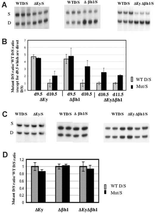 Figure 7. Deletion of either or both embryonic gene promoter(s) increased transcription of β-major/minor in primitive erythroid cells. (A) Representative RT-PCR/RFLP assay of β-major/minor transcription in e10.5 ΔEy/S, Δβh1/S, and ΔEyΔβh1/S yolk sac primitive erythroid cells. Sample genotypes are marked above the gel. (B) Quantitation of β-major/minor transcription in yolk sac of promoter deletion mutants. Each pair of bars represents data from 2 litters, with a total of at least 12 embryos with error bars denoting SD. Mutations assayed and days of gestation are indicated below the graph. Wild-type ratios from e10.5 and e11.5 were close to 1 and were normalized to 1, and the mutant ratio was similarly adjusted. Wild-type ratios from e9.5 were not normalized and are represented as simple D/S ratios from each genotype. All mutant ratios are statistically different from wild-type ratios (P > .05) for e10.5 and e11.5 but not e9.5. (C) Representative RT-PCR/RFLP assay and (D) quantitation of β-major/minor transcription in ΔEy/S, Δβh1/S, and ΔEyΔβh1/S adult peripheral blood. Genotype of each sample is marked above the gel. Each pair of bars represents data from least 5 adult mice. Wild-type D/S ratios were normalized to 1.