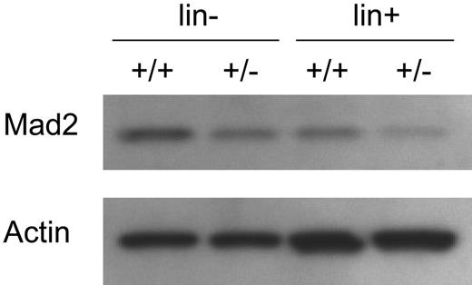 Figure 1. Mad2 protein expression in bone marrow cells of Mad2+/− and Mad2+/+ mice. Lineage-depleted (lin−) and -positive (lin+) cells from Mad2+/+ and Mad2+/− mice BM were obtained by magnetic separation. Total-cell lysates were dissolved in SDS-PAGE. Membrane was immunoblotted with anti-Mad2 and antiactin antibodies. +/+ indicates Mad2+/+; +/−, Mad2+/−.