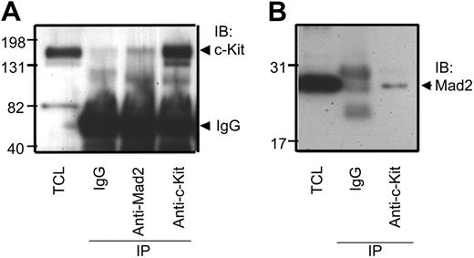 Figure 5. Mad2 physically associates with c-Kit in MO7e cells. Total-cell lysates (TCL) were immunoprecipitated with either control IgG, anti-Mad2, or anti–c-Kit Abs, and then immunoblotted with anti–c-Kit Abs (A) or anti-Mad2 Abs (B). The results of 1 representative of 3 experiments are shown. IB indicates immunoblot; IP, immunoprecipitation.