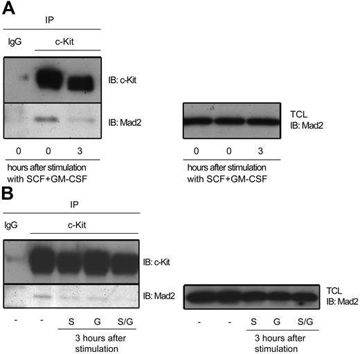 Figure 6. Mad2 dissociates from c-Kit after stimulation with SCF plus GM-CSF in MO7e cells. (A) After serum starvation, cells were stimulated with 50 ng/mL SCF plus 2 ng/mL GM-CSF for 3 hours. (B) Cells were unstimulated or stimulated with 50 ng/mL SCF, 2 ng/mL GM-CSF, or SCF plus GM-CSF for 3 hours. Total-cell lysates (TCL) were separated into 2 tubes for immunoblotting and immunoprecipitation, respectively. Cell lysates were immunoprecipitated with control IgG or anti–c-Kit Abs, and then immunoblotted with anti–c-Kit Abs (left panel, top blot) or anti-Mad2 Abs (left panel, bottom blot). To compare the Mad2 proteins, separated cell lysates also were immunoblotted with anti-Mad2 Abs (right panel). The results of 1 representative of 2 experiments are shown. IB indicates immunoblot; IP, immunoprecipitation; −, no cytokine stimulation; S, SCF; G, GM-CSF; and S/G, SCF plus GM-CSF.