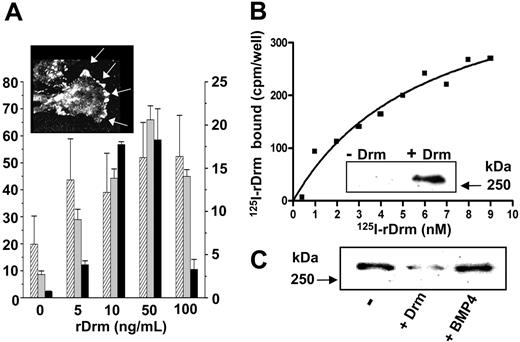 Figure 2. rDrm interaction with endothelial cells. (A) rDrm induces MAE-cell sprouting in fibrin gel (▨), MAE-cell migration in a Boyden chamber (⊡), and BAE-cell invasion in type I collagen gel (▪) (data expressed as mean ± SD); inset, tyrosine phosphorylation of focal adhesion contacts (arrows) in SIE cells stimulated for 10 minutes with 100 ng/mL rDrm. Cell analysis was performed using a Zeiss Axiovert 200M microscope equipped with a Plan-Apochromat 63×/1.4 NA oil objective. (B) Binding of 125I-rDrm to SIE cells; inset, cross-linking of unlabeled rDrm to SIE cells followed by immunoprecipitation and Western blotting with anti-Drm antibody. (C) Cross-linking of 125I-rDrm to SIE cells with or without a 100-fold molar excess of unlabeled rDrm or BMP4. 125I-rDrm complexes were visualized by autoradiography of the SDS-PAGE gel.
