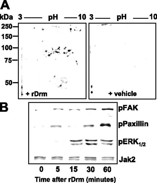 Figure 3. rDrm-induced intracellular signaling. (A) Two-dimensional electrophoresis of control and rDrm-treated SIE-cell extracts decorated with anti–phospho-Tyr antibody. (B) FAK, paxillin, and ERK1/2 phosphorylation in rDrm-treated SIE cells. Anti-Jak2 antibody was used as loading control.