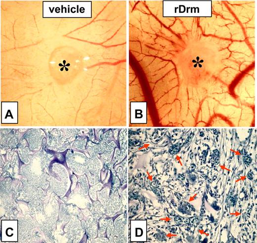 Figure 4. Proangiogenic activity of rDrm. Chick embryo CAM implants (asterisk indicates gelatin sponge) were loaded with vehicle (A) or 100 ng rDrm (B). Note the numerous blood vessels converging versus the rDrm implant. (C-D) Toluidine blue staining of histologic sections of CAM treated with vehicle (C) or 100 ng rDrm (D). Numerous capillaries filled with nucleated avian erythrocytes are present among the trabeculae of the rDrm-treated sponge (arrows in panel D).