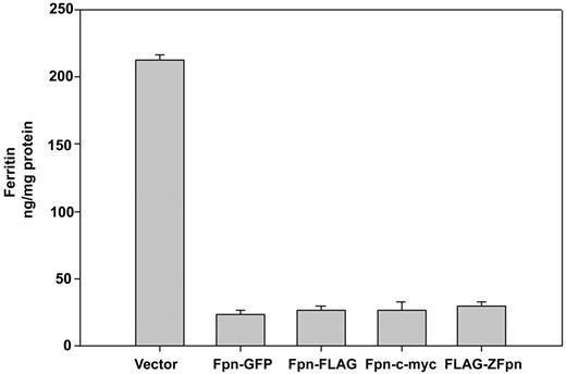 Figure 1. Epitope-tagged Fpn is functional. HEK293T cells were transiently transfected using the Amaxa nucleofector with empty vectors or vectors containing mouse Fpn with the designated carboxyl terminal epitopes, or zebrafish Fpn with an amino terminal FLAG. After 24 hours, cells were cultured with FAC (10 μM iron) for 24 hours and ferritin levels determined by ELISA. Error bars represent the standard deviation of 3 separate experiments in duplicate.