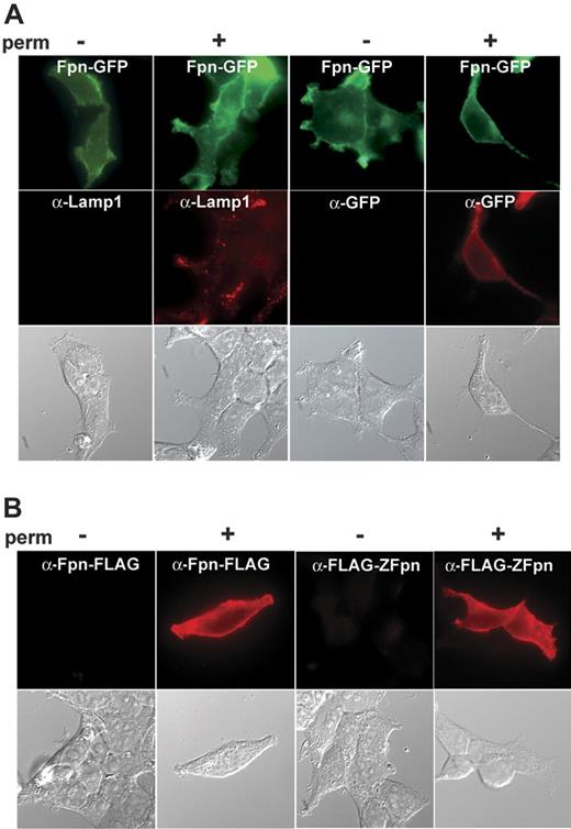 Figure 2. Topology of the amino and carboxyl terminals of Fpn. HEK293T cells were plated on glass coverslips and transfected with pFpn-GFP or pFLAG-Zebrafish-Fpn (FLAG-ZFpn). Eighteen to 24 hours after transfection, cells were fixed using 3.7% formaldehyde in PBS and permeabilized (perm) (+) or not (-) using 0.1% saponin in PBS/BSA for 20 minutes. Cells were incubated with primary antibodies (mouse anti-Lamp1, rabbit anti-GFP, or mouse anti-FLAG) followed by Alexa 594–conjugated goat anti–mouse IgG or goat anti–rabbit IgG. (A) Shows the Fpn-GFP signal and the immunodetection of GFP only upon permeabilization with Lamp1 as a positive control for permeabilization. (B) Shows that the carboxyl and amino terminal FLAG epitopes on Fpn are detected only upon permeabilization.