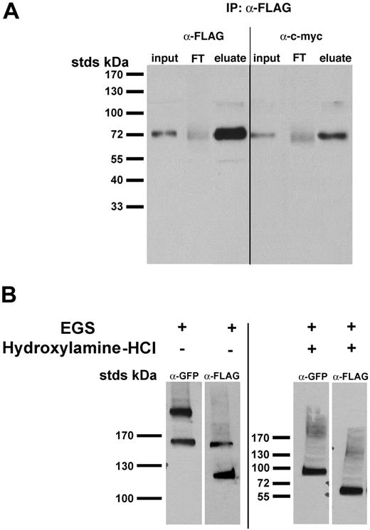 Figure 3. Immunoprecipitation and crosslinking of Fpn demonstrate Fpn is a multimer. (A) HEK293T cells were transfected with pFpn-FLAG and pFpn–c-myc. Twenty-four hours after transfection cells were solubilized in lysis buffer (150 mM NaCl, 50 mM Tris-HCl pH 7.2, 50 mM EDTA, 1% Triton X-100 with 1X protease inhibitor cocktail) and Fpn-FLAG immunoprecipitated as described in “Materials and methods.” The input, flow-through (FT), and eluate were examined for the presence of Fpn-FLAG and Fpn–c-myc by SDS-PAGE and Western blot analysis. The volumes of the input and flow-through analyzed were twice that of the eluate. (B) HEK293T cells were transfected with pFpn-GFP and pFpn-FLAG. Twenty-four hours after transfection cells were placed at 0°C and incubated with 1.5 mM crosslinking reagent EGS for 60 minutes. The crosslinking reagent was quenched by addition of cell growth medium, cells were solubilized in lysis buffer as in panel A, and the lysates were incubated in the presence or absence of the cleaving reagent, 1.0 M hydroxylamine-HCl, for 60 minutes at room temperature. The extracts were examined for the presence of crosslinked high-molecular-mass Fpn-GFP and Fpn-FLAG by 4% SDS-PAGE and Western blot analysis (left panel) or 8% SDS/PAGE and Western blot analysis after cleavage of the crosslinking.