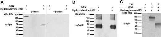 Figure 4. Crosslinking of endogenous Fpn. C6 rat glioma cells were treated with EGS as in Figure 3B. The extracts were examined for the presence of endogenous (A) Fpn or (B) DMT1 using antibody to either Fpn or DMT1 (Alpha Diagnostics), with the specificity of the Fpn antibody determined using blocking peptide. (C) Bone marrow macrophages were isolated from C57/B6 mice and cultured in L-cell–conditioned medium plus DMEM with 10% FBS. Following adherence (6-7 days), cells were split and plated onto 60-mm plates in the presence or absence of 10 μM iron for 18 to 24 hours. Cells were removed from plates, placed at 0°C, and incubated with 1.5 mM crosslinking reagent EGS for 60 minutes. The crosslinking reagent was quenched by addition of cell growth medium, cells were solubilized in lysis buffer, and the lysates were incubated in the presence or absence of the cleaving reagent, 1.0 M hydroxylamine-HCl, for 60 minutes at room temperature. The extracts were examined for Fpn by 10% SDS-PAGE and Western blot analysis using rabbit anti–mouse Fpn (1:1000) followed by peroxidase-conjugated goat anti–rabbit IgG antibodies. Fpn is a dimer, whereas DMT1 is a monomer.